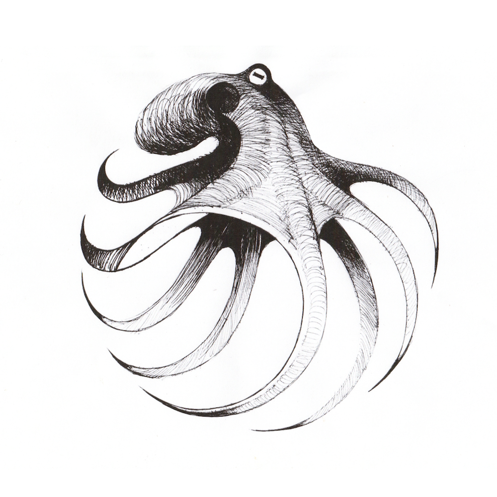 dessin d'une pieuvre au crayon